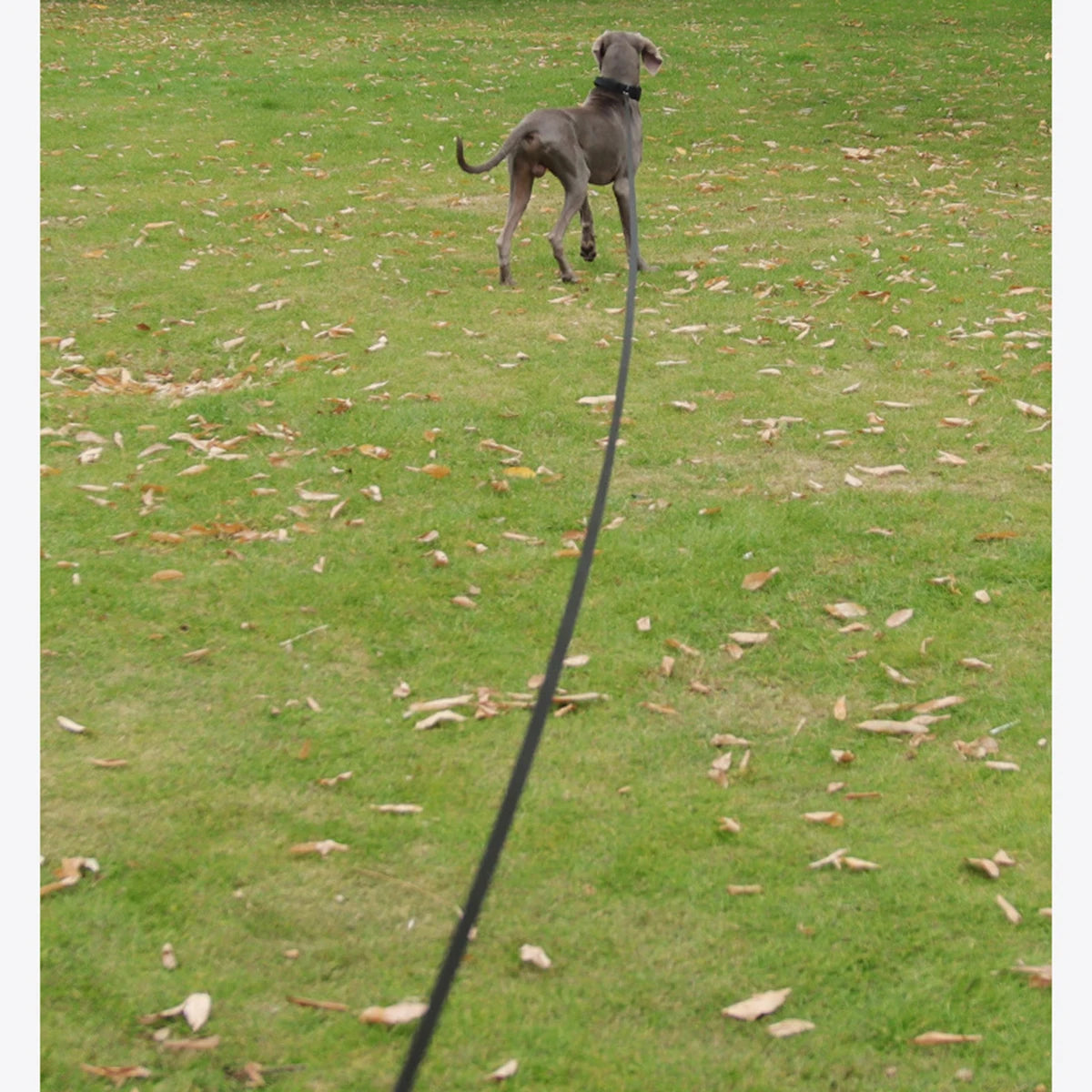 30M Dog Traction Rope Leash Wide Dogs Training Leashes Outdoor Running Walking Pet Nylon Leashes Pet Tow Webbing Outside Supply