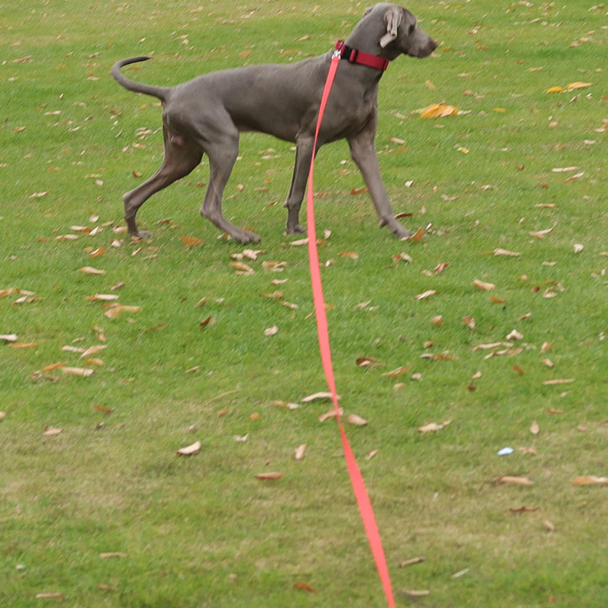30M Dog Traction Rope Leash Wide Dogs Training Leashes Outdoor Running Walking Pet Nylon Leashes Pet Tow Webbing Outside Supply
