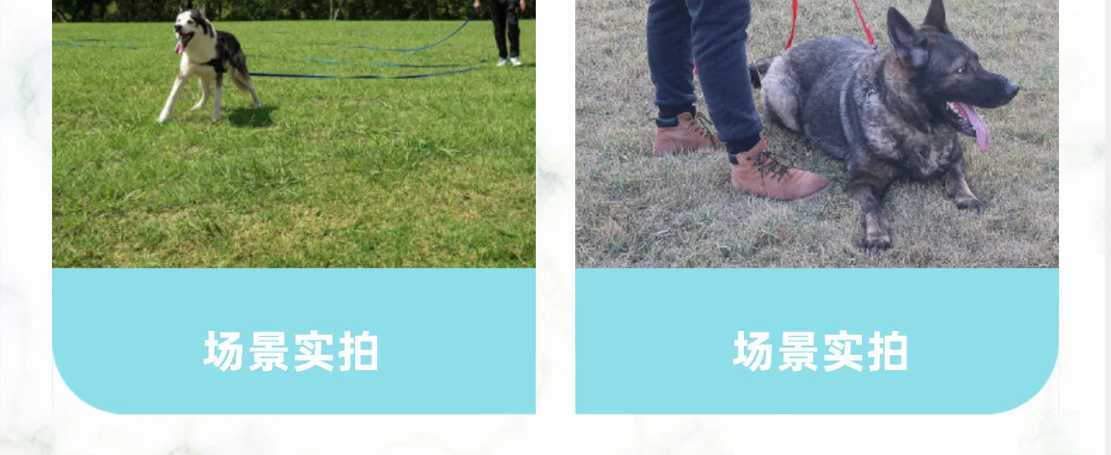 Pet Leash 3M 6M 10M 20M 50M Dog Puppy Obedience Recall Training Agility Lead Training Leash for Training Play Camping Backyard