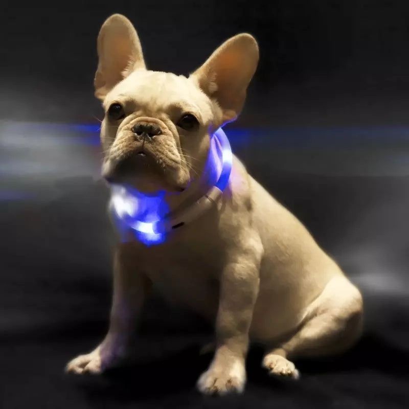 Pet Light Collar Anti-Lost Collar for Dogs Pet Collars - You Offer