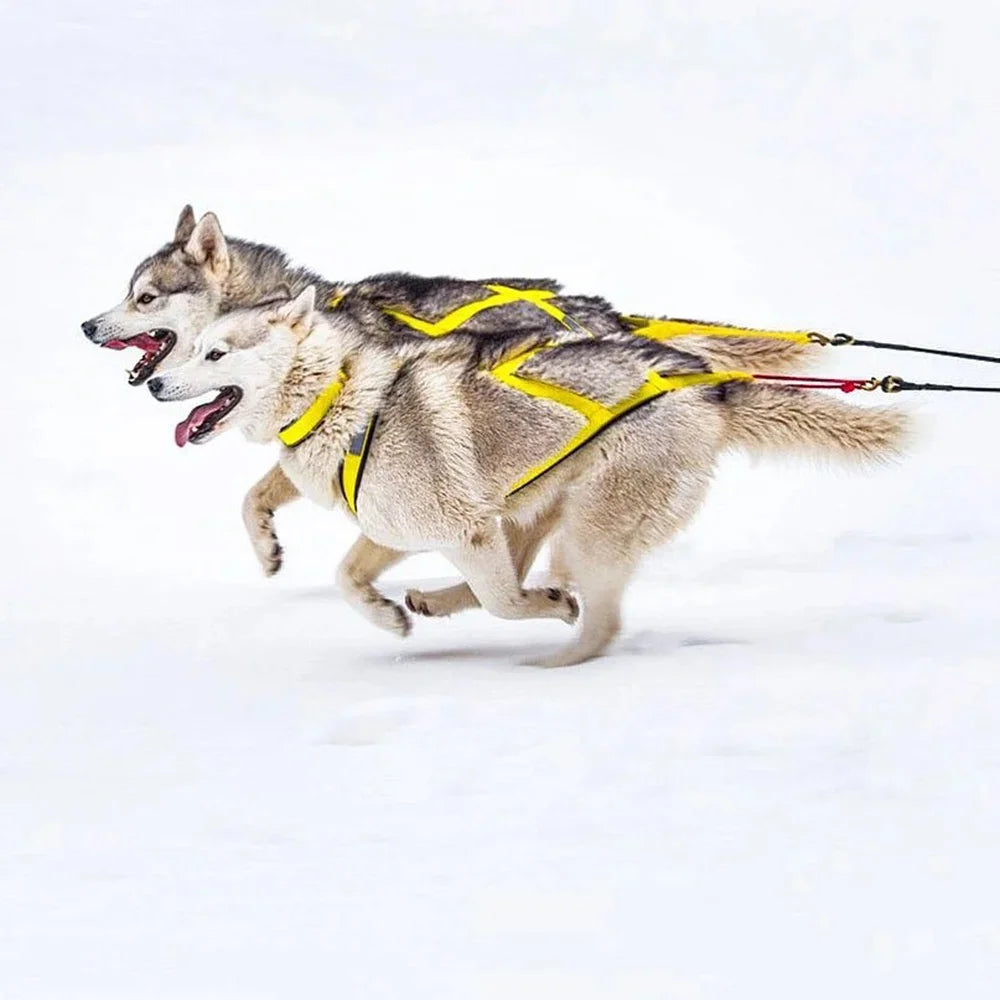 High Quality Big Dog Sledge Harness Skiing Running Pet Harnesses for Medium Large Dogs Alaska Hound Bulldog mascotas Accessories